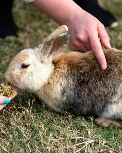 What can my bunny eat? – Understanding the rabbit diet