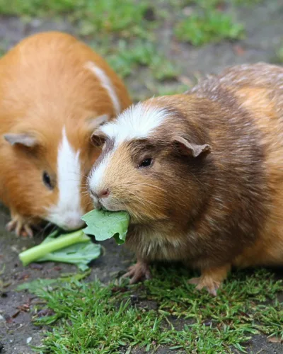 Guinea Pig set up costs – how much do they cost?