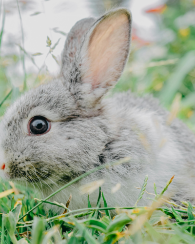 Is taking care of a bunny easy?